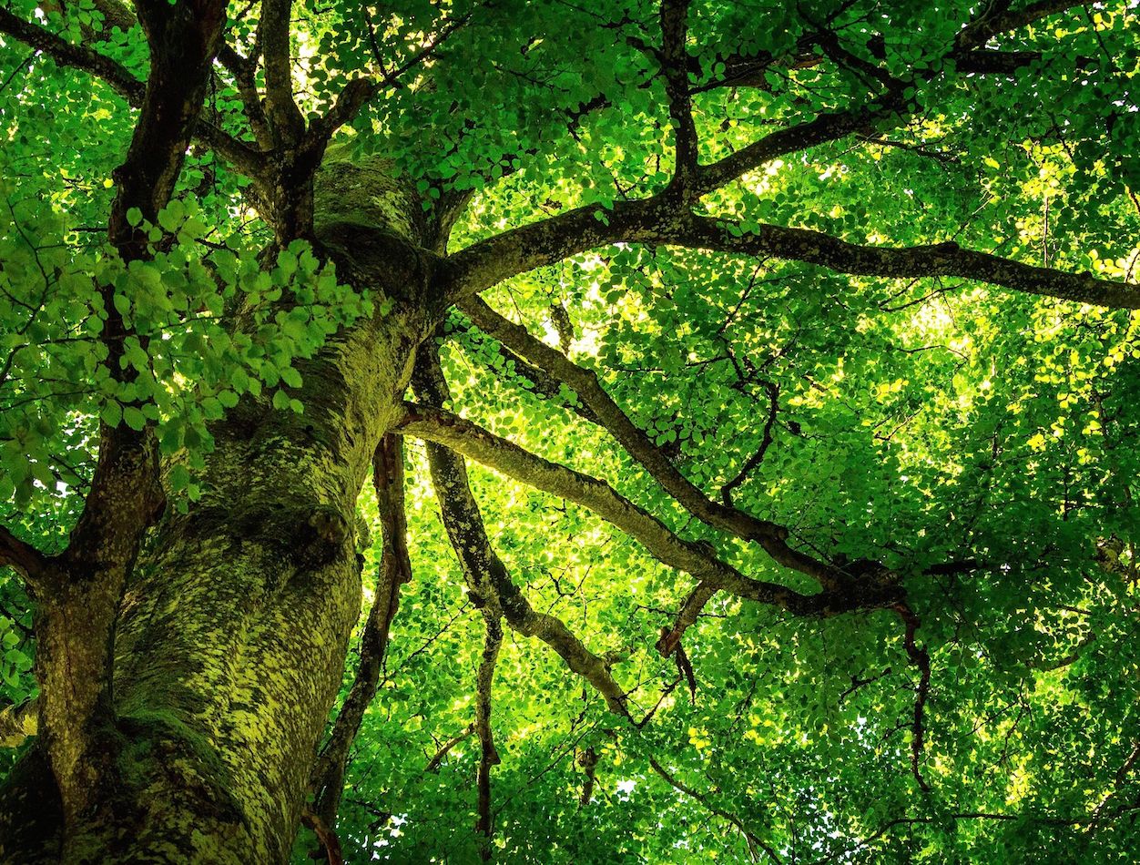 LA CARA OCULTA DEL MONTSENY (Girona)